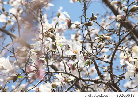 Kobushi flower 89260618