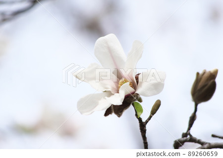 Kobusi flower up [sky background] 89260659