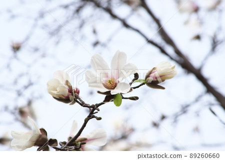 Kobusi flower [sky background] 89260660
