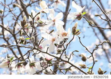 Kobusi flower [blue sky background] 89260708