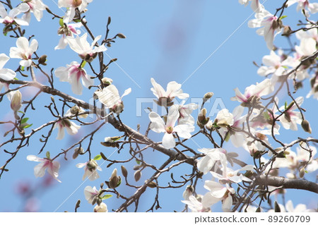 Kobusi flower [blue sky background] 89260709