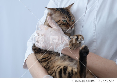 An upset cat in the arms of a veterinarian. The animal doesn't like it. The concept of visiting a veterinary clinic. There's room for text 89260782