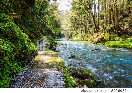[Around Kazura Bridge] Nature trail along the Asuwa River [Ikeda Town, Fukui Prefecture] 89260884