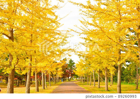 Ginkgo trees in Shimami Ryokuchi Park (Niigata Prefecture) Ginkgo trees in Shimami Ryokuchi Park (Niigata Prefecture) 89260993
