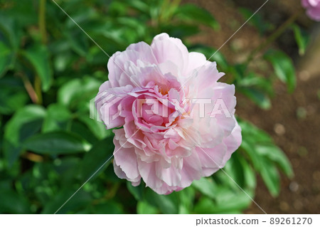 Pale pink peony flowers (spring, April) Pale pink peony flowers (spring, April) 89261270