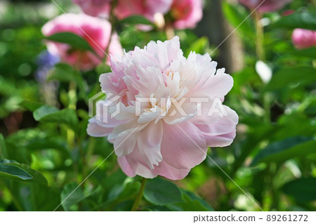 淡粉色牡丹花(春、四月) 淡粉色牡丹花(春、四月) 89261272