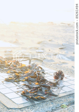 海草 海草 89261494