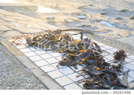 海草 海草 89261496