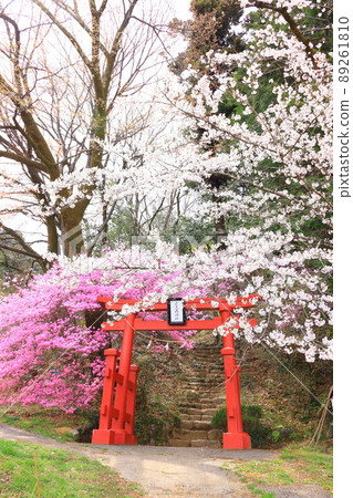 秋留野市的櫻花,阿美代弁天山 秋留野市的櫻花,阿美代弁天山 89261810