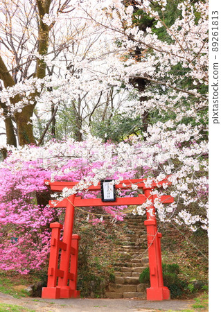 秋留野市的櫻花,阿美代弁天山 秋留野市的櫻花,阿美代弁天山 89261813