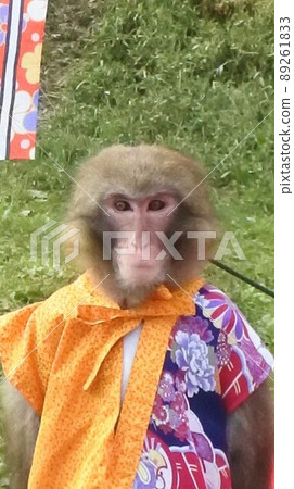 Monkey Monkey 89261833
