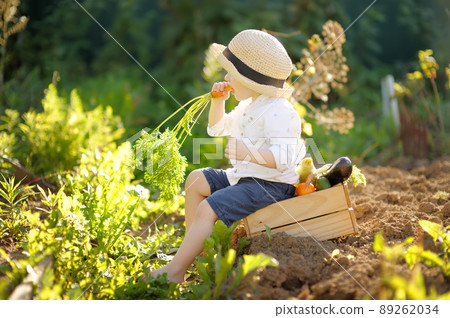 Happy little boy helps family to harvest of organic homegrown vegetables at backyard of farm. Child eating a fresh carrot and having fun. Healthy vegetarian food. Harvesting. 89262034