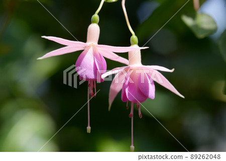 Fuchsia winflat 89262048