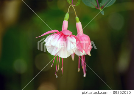 Fuchsia El Camino Fuchsia El Camino 89262050