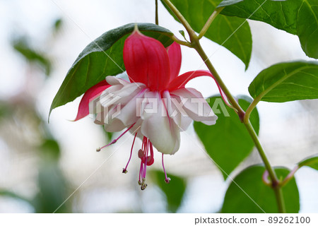 紫紅色新時尚 89262100