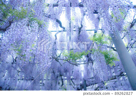 Wisteria at the bamboo shrine 89262827