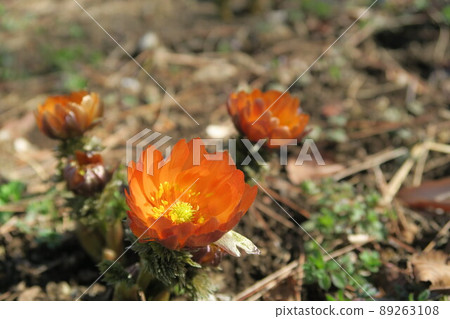 A close-up shot of a flower of Adonis ramosa named Chichibu Beni 89263108