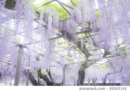 Wisteria at the bamboo shrine 89263142