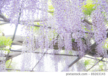 Wisteria at the bamboo shrine 89263143