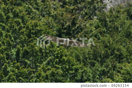 A young hawk-eagle that stands out in white on a green background 89263154