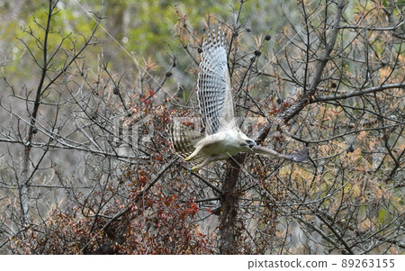 Jumping out of a young hawk-eagle 89263155