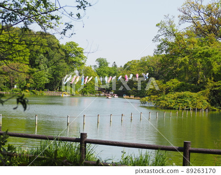 善福寺公園的鯉魚旗 89263170