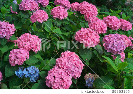 Fujinomori Shrine Hydrangea Kyoto 89263195