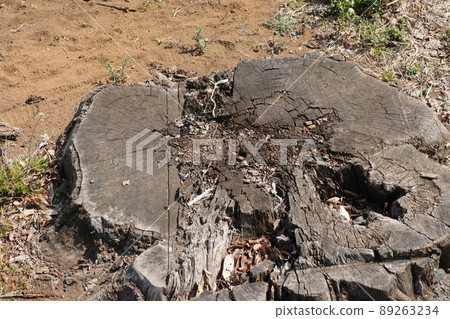 一棵被砍伐的大樹的老樹樁 89263234
