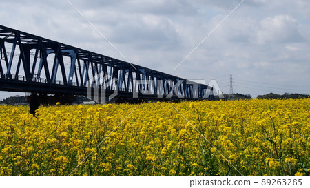 Rape field and iron bridge near the mouth of the Kuji River 89263285