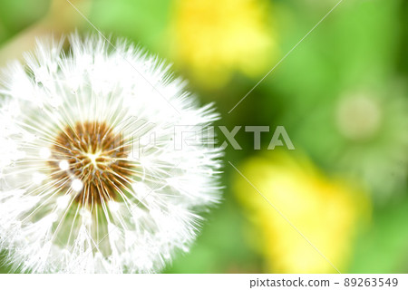蒲公英的圓錐花序 蒲公英的圓錐花序 89263549