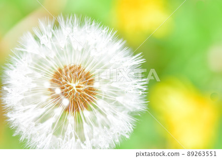 蒲公英的圓錐花序 89263551