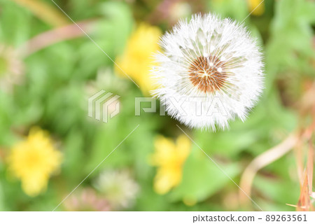 Panicle of dandelion Panicle of dandelion 89263561