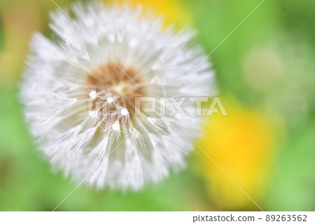 Panicle of dandelion Panicle of dandelion 89263562