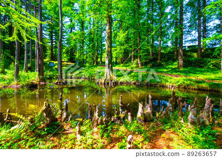 Bald cypress aerial roots and pond 89263657
