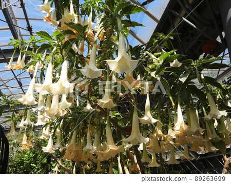 Angel's Trumpet Tree Angel's Trumpet Tree 89263699