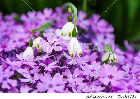 Snowflake that seems to be buried in moss phlox Snowflake that seems to be buried in moss phlox 89263732