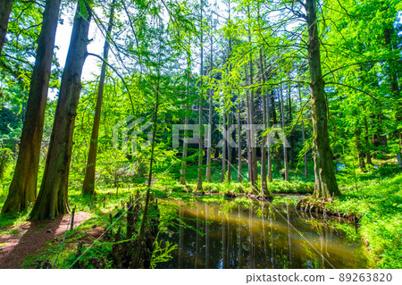 禿柏氣生根和池塘 89263820