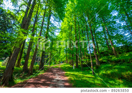 Bald cypress and metasequoia forest Bald cypress and metasequoia forest 89263850