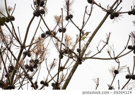 EOSRP. A wild pine cone that seems to fly in Yamaguchi City. EOSRP. A wild pine cone that seems to fly in Yamaguchi City. 89264124