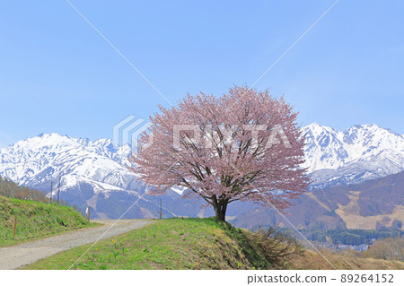 白馬的春天 野平的一朵櫻花和北阿爾卑斯 白馬的春天 野平的一朵櫻花和北阿爾卑斯 89264152