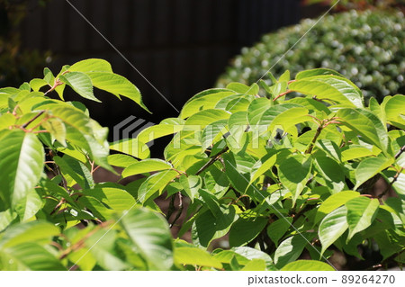 Leaves of Kawazuzakura that became leaf cherry blossoms Leaves of Kawazuzakura that became leaf cherry blossoms 89264270