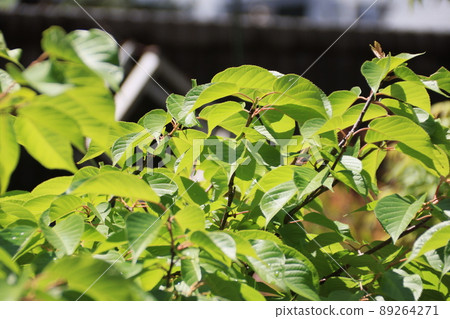 Leaves of Kawazuzakura that became leaf cherry blossoms Leaves of Kawazuzakura that became leaf cherry blossoms 89264271
