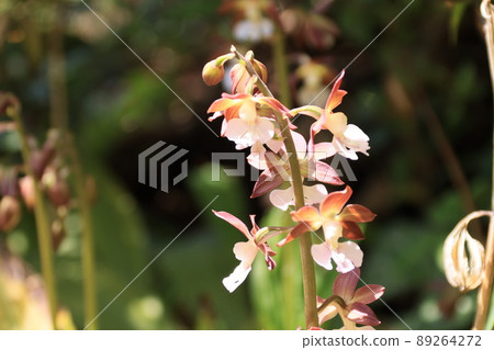 Close-up shot of Ebine flower 89264272