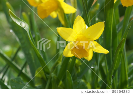 Yellow flowers of daffodils [green background] 89264283
