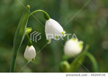 Snowflake white flowers [green background] 89264530