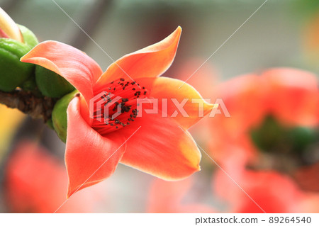 Bombax Ceiba,  it is a popular ornamental tree found in East 89264540