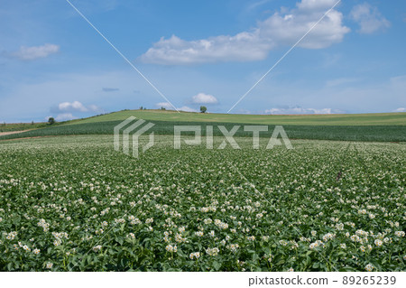 Potato fields with flowers in the hills 89265239