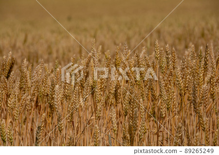 收穫前的金色麥田 收穫前的金色麥田 89265249