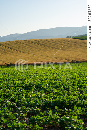 Green vegetable field and golden wheat field Green vegetable field and golden wheat field 89265283