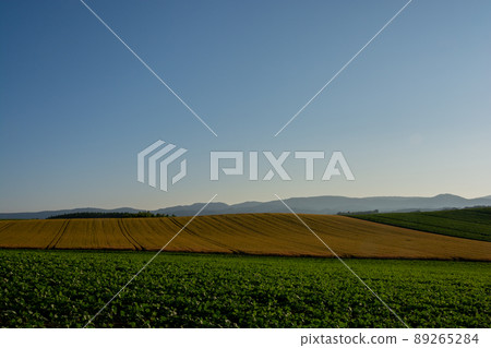 Green vegetable field and golden wheat field at dusk Green vegetable field and golden wheat field at dusk 89265284